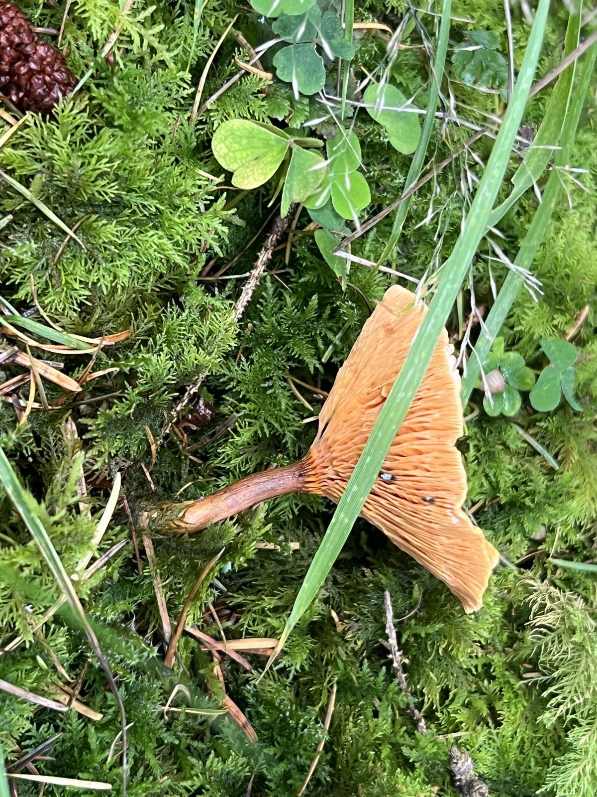 An orange mushroom lying on its side among moss, showing crowded, forked orange gills