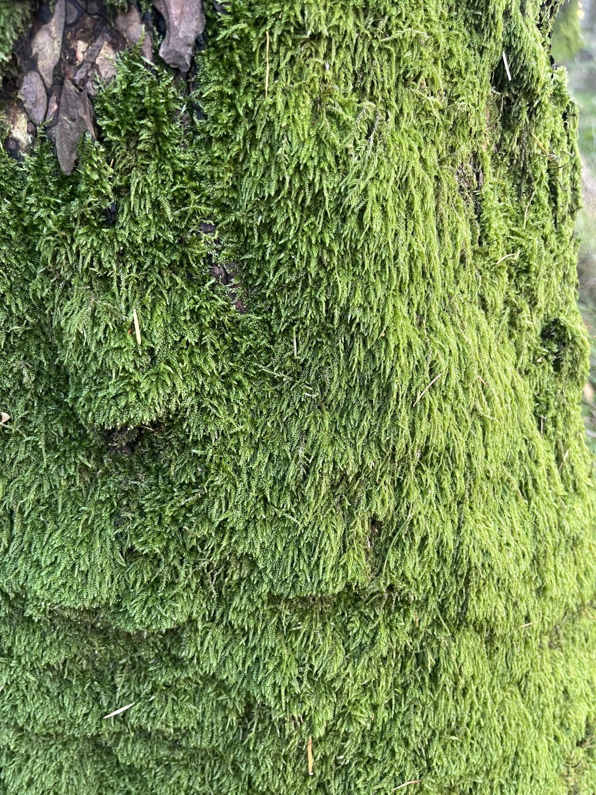A tree trunk completely covered in a dense green carpet of moss