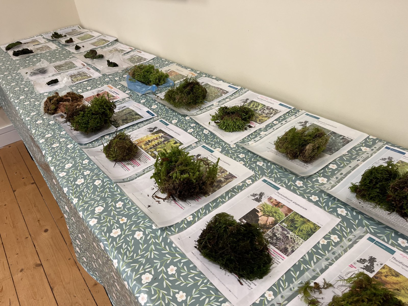 A long table of moss specimens, each placed on its printed reference sheet