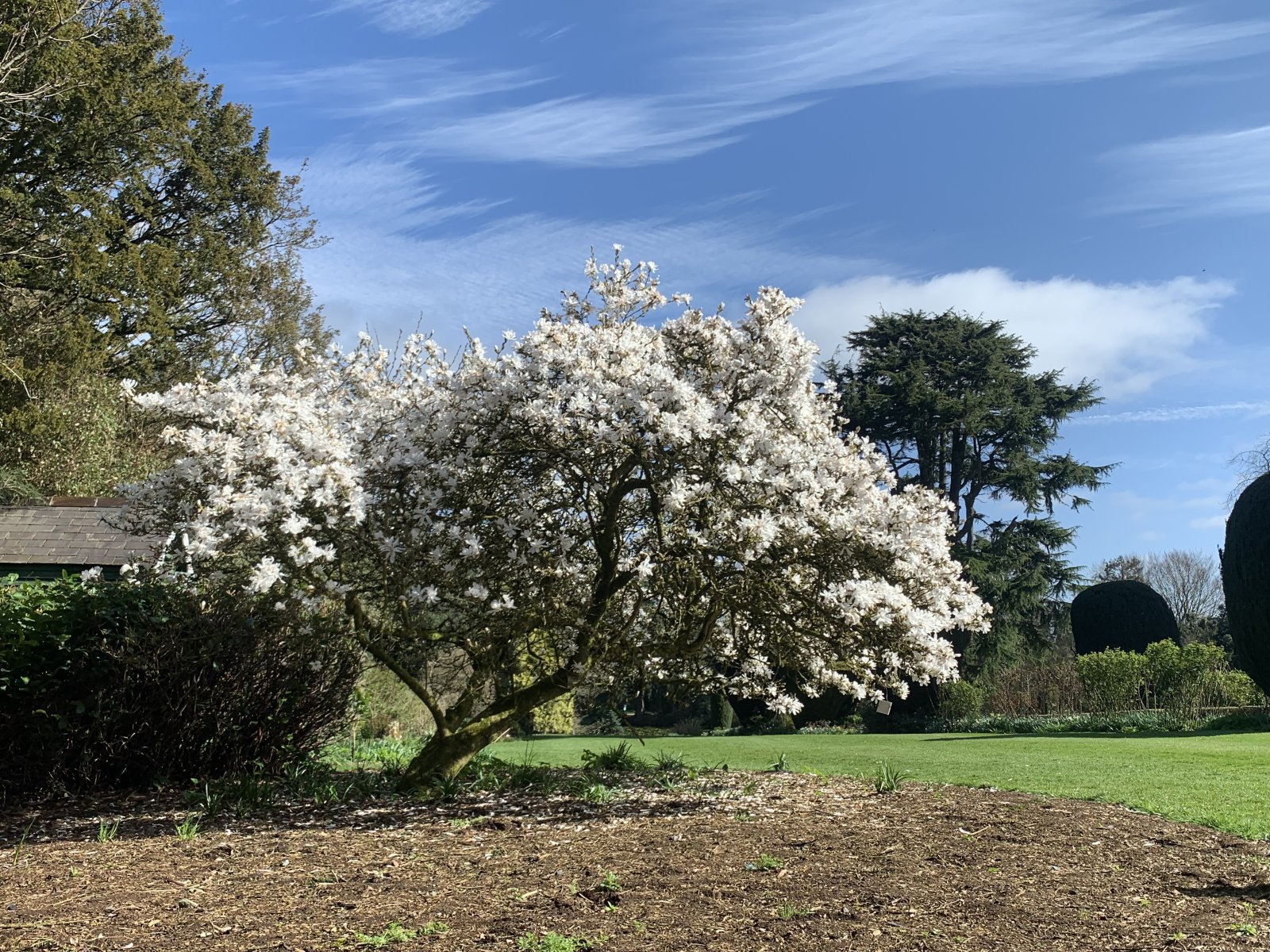 A flowering tree in the lawn of Altamont