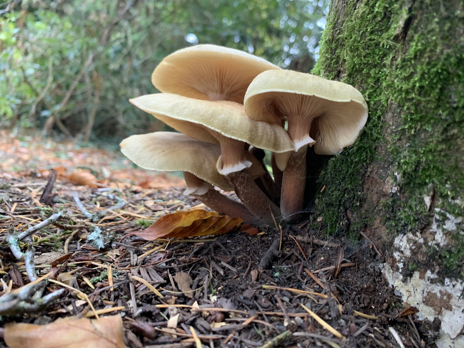 Honey Fungus (Armillaria) growing from a Tree