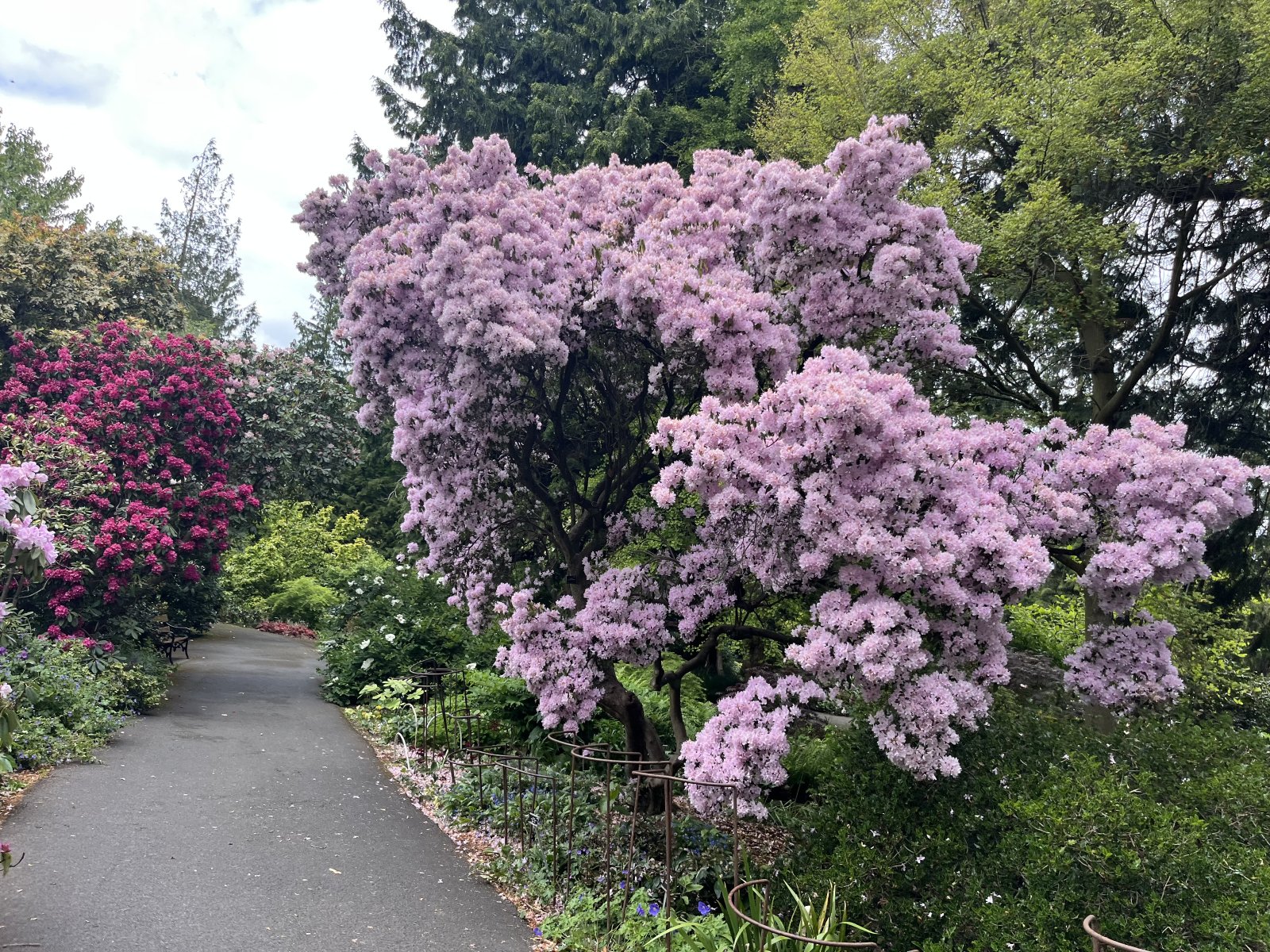Rhododendron along the pathway