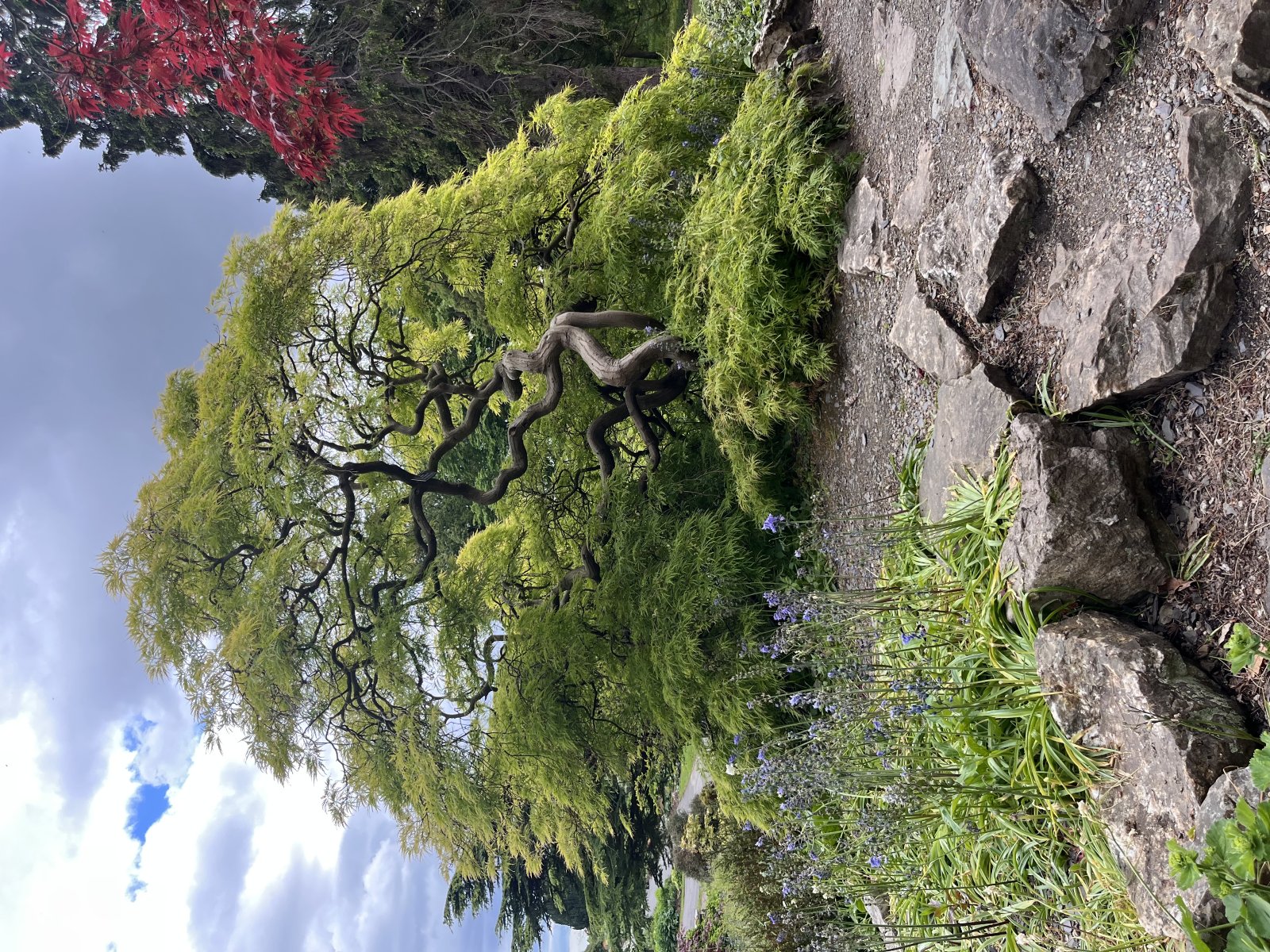 Mature Acer Palmatum specimen - Dissected Variety