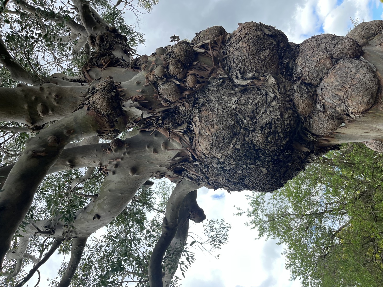 Large burr on display