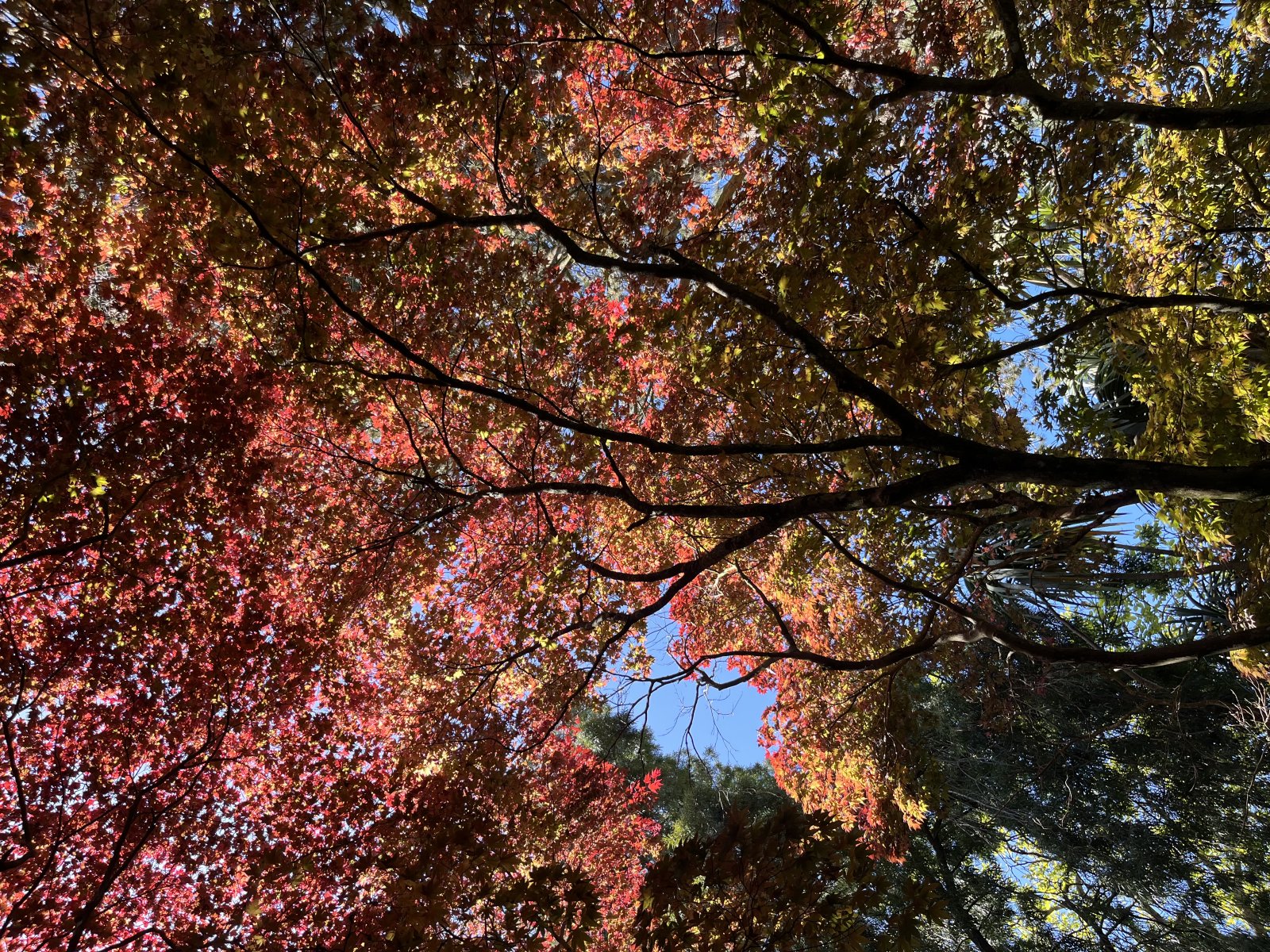 Shades of orange, pink and red from below - Acer's from below