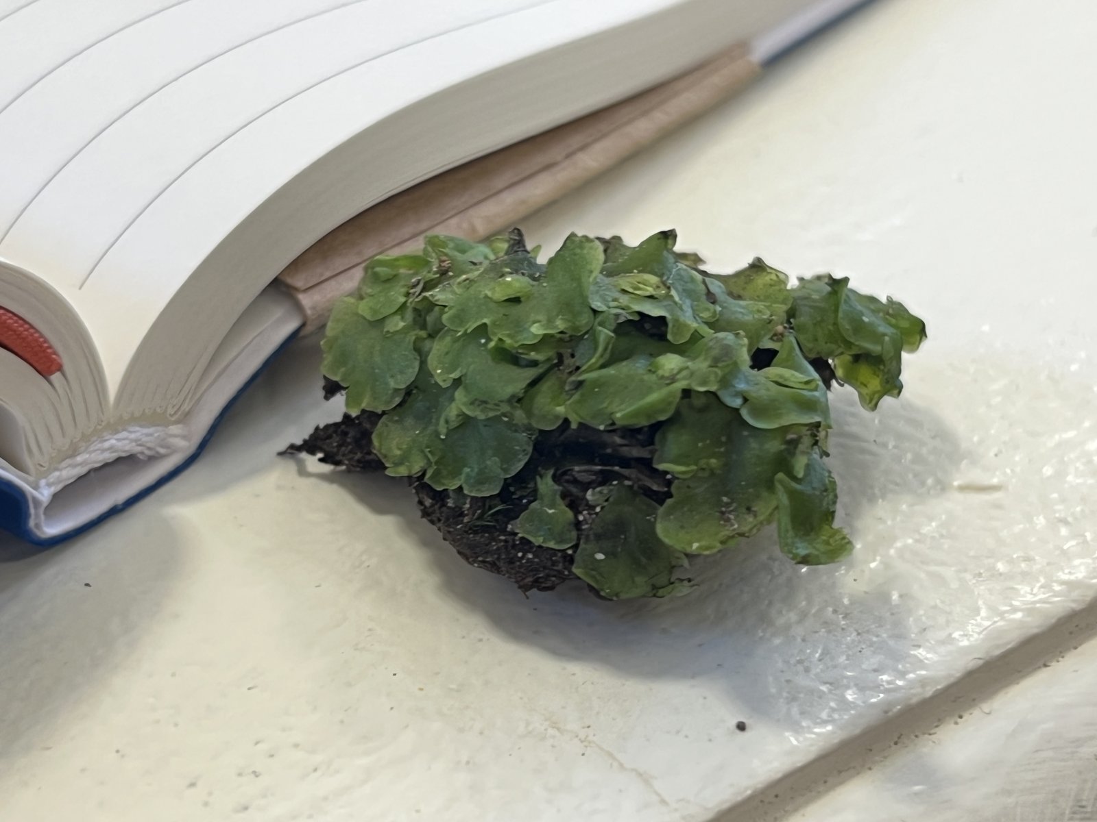 A clump of flat, wavy-edged green thallose liverwort beside an open notebook