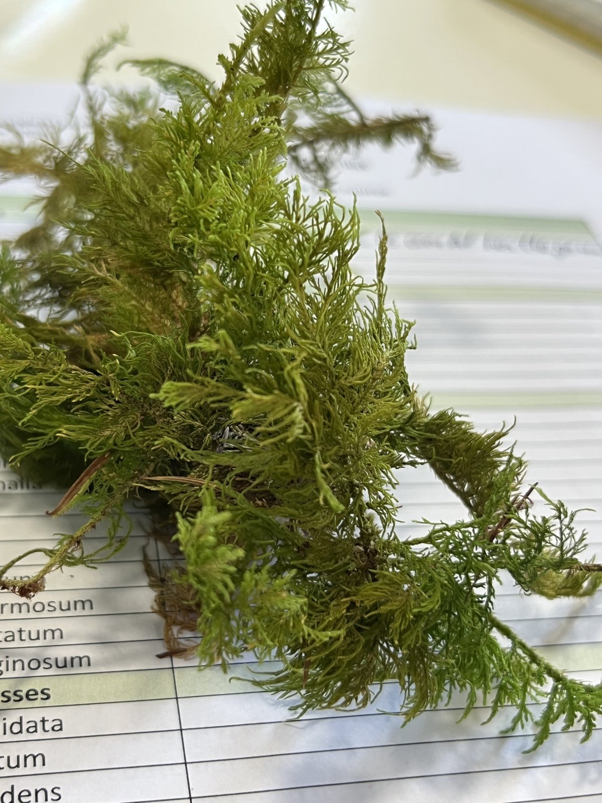 A finely branched, fern-like green moss specimen on a printed species list
